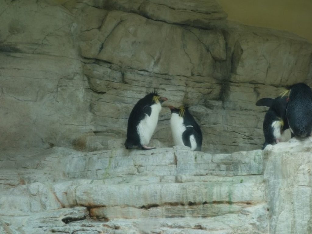 Tučňáci ve střetu v zoo Schönbrunn