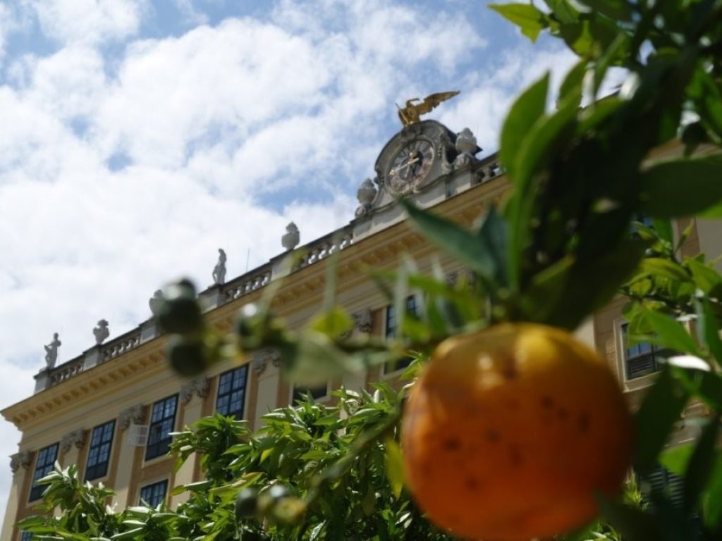 Ovoce v Oranžerii v parku Schönbrunn