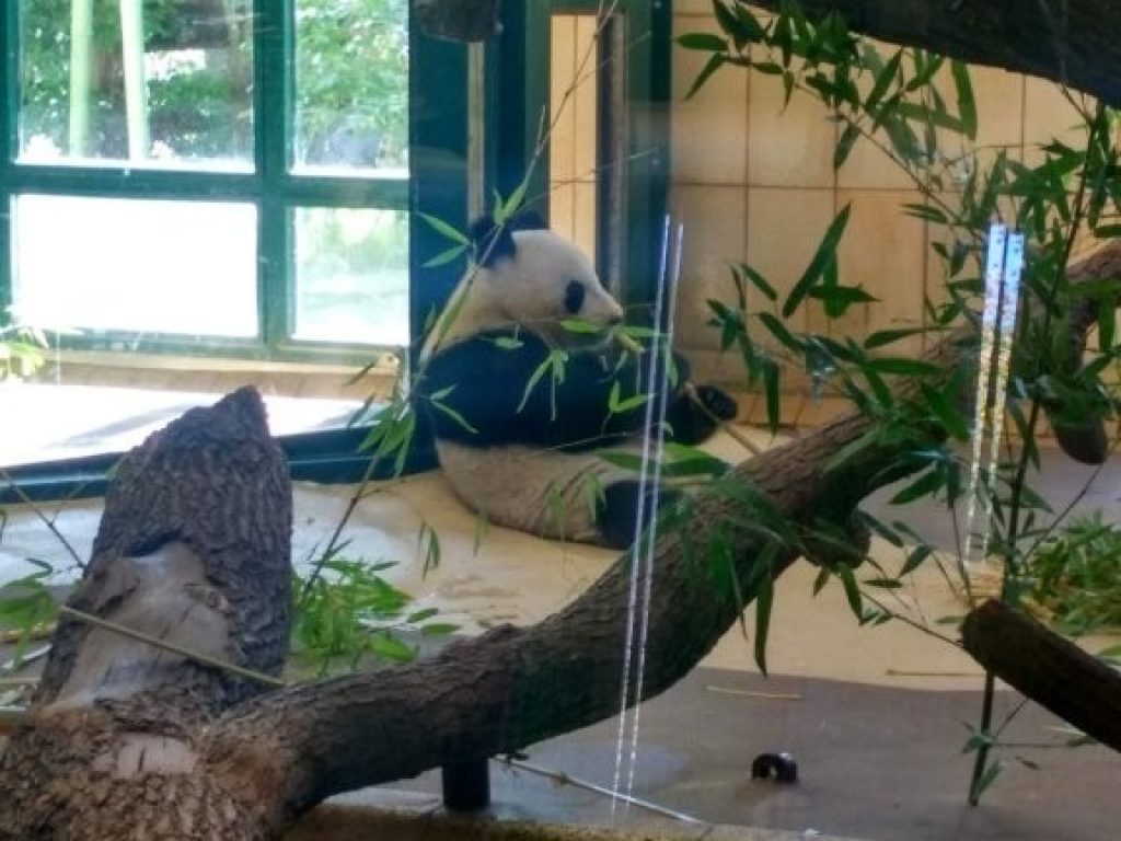 Koala v Zoo Schönbrunn
