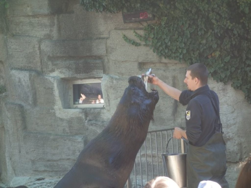 Krmení tuleňů v zoo Schönbrunn