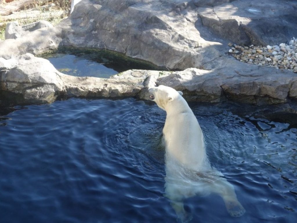 Lední medvěd v zooSchönbrunn