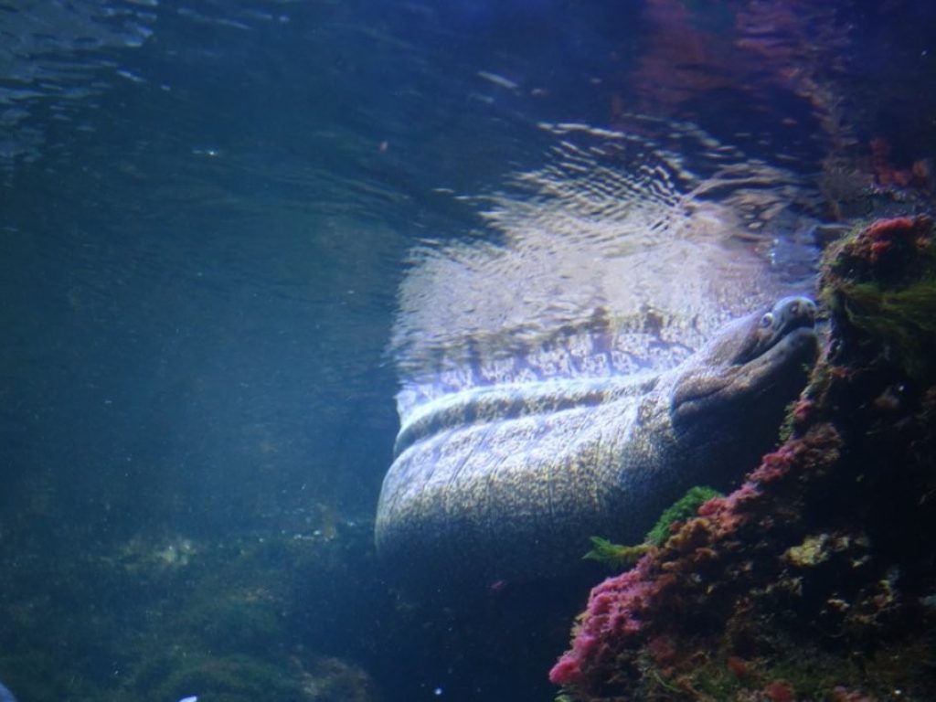muréna v zoo Schönbrunn