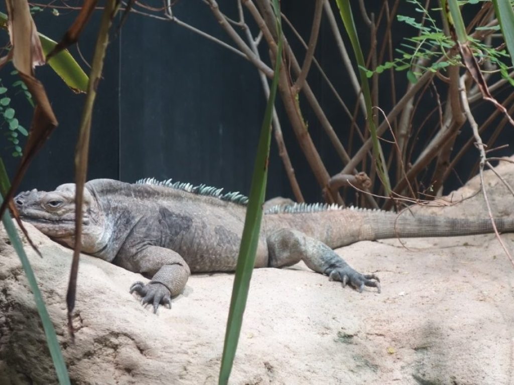 plaz v zoo Schönbrunn