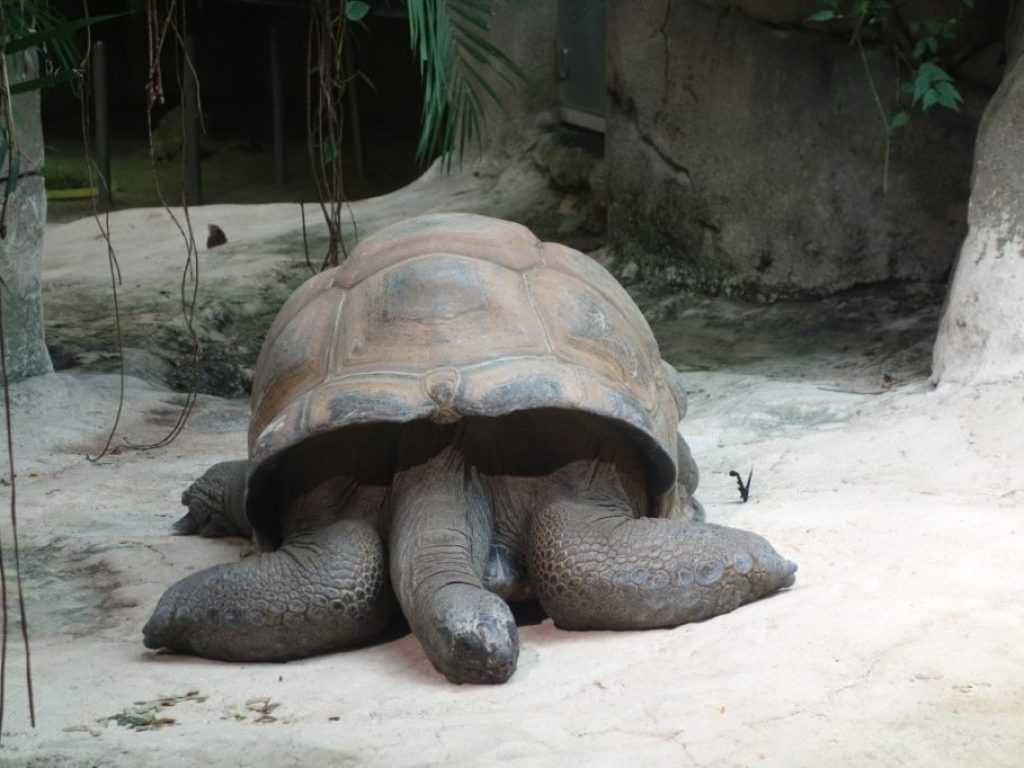 želva v zoo Schönbrunn