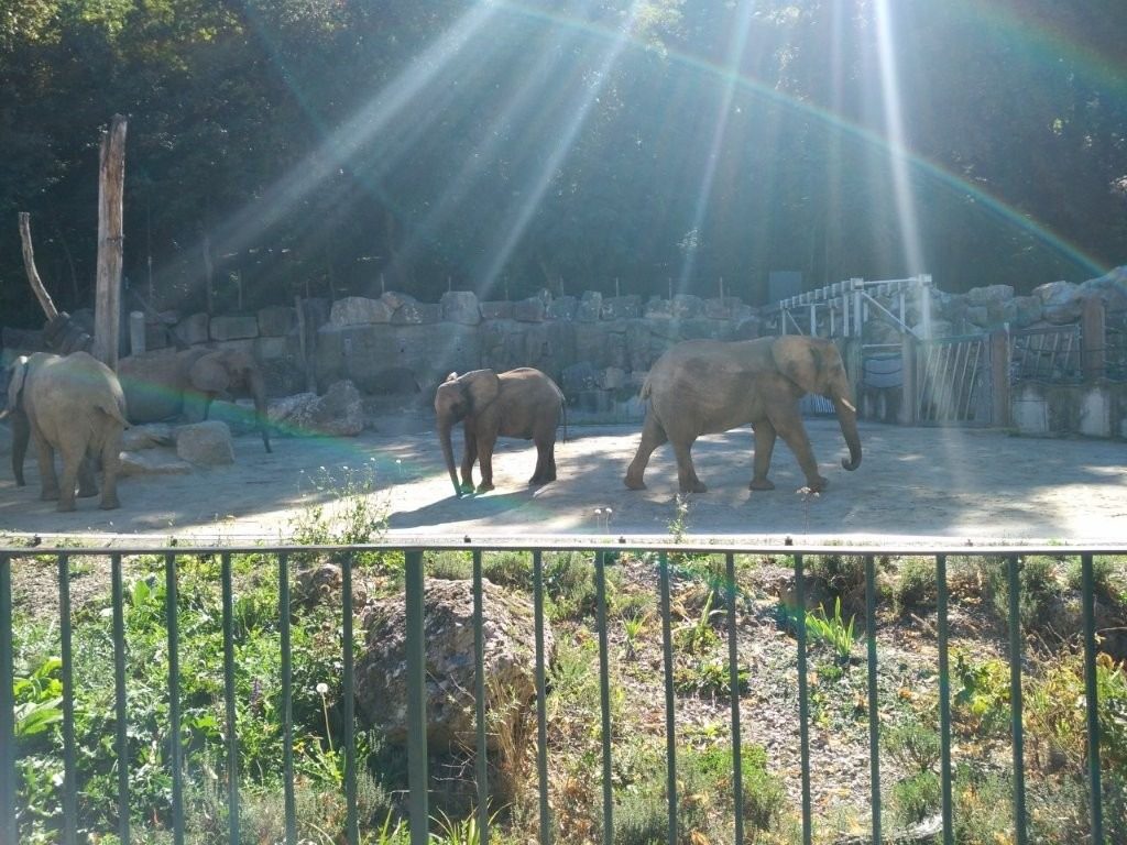 Sloni v Zoo Schönbrunn