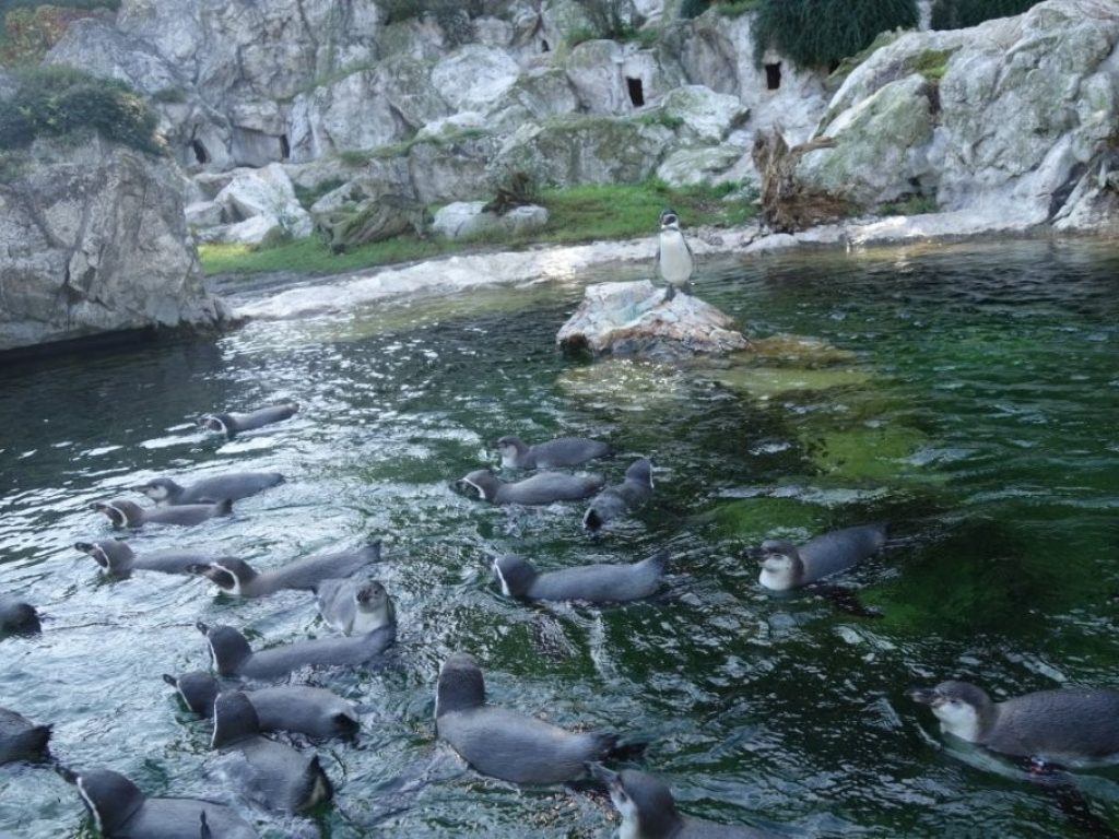 Tučňáci v zoo Schönbrunn